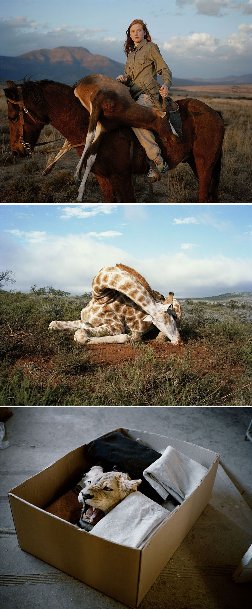 Trophy Hunting - Should We Kill Animals To Save Them? (1st Place In Story-Telling Category)