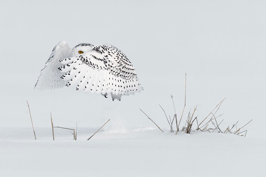 Jump, Canada (Honorable Mention In Animals In Their Environment Category)