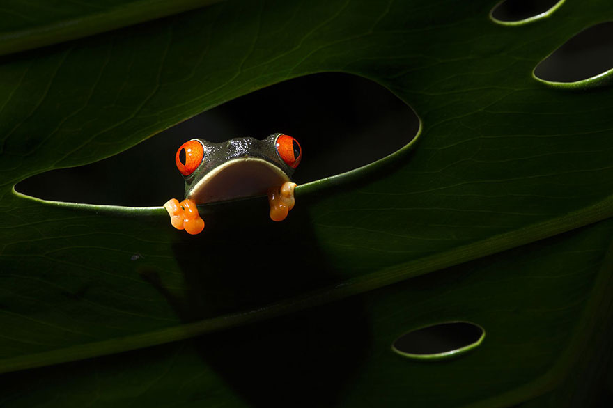 The Window, Costa Rica (Honorable Mention In The beauty of the nature Category)