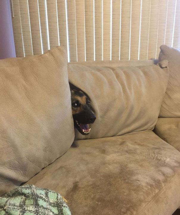 I Do A Still. Hooman No See Me