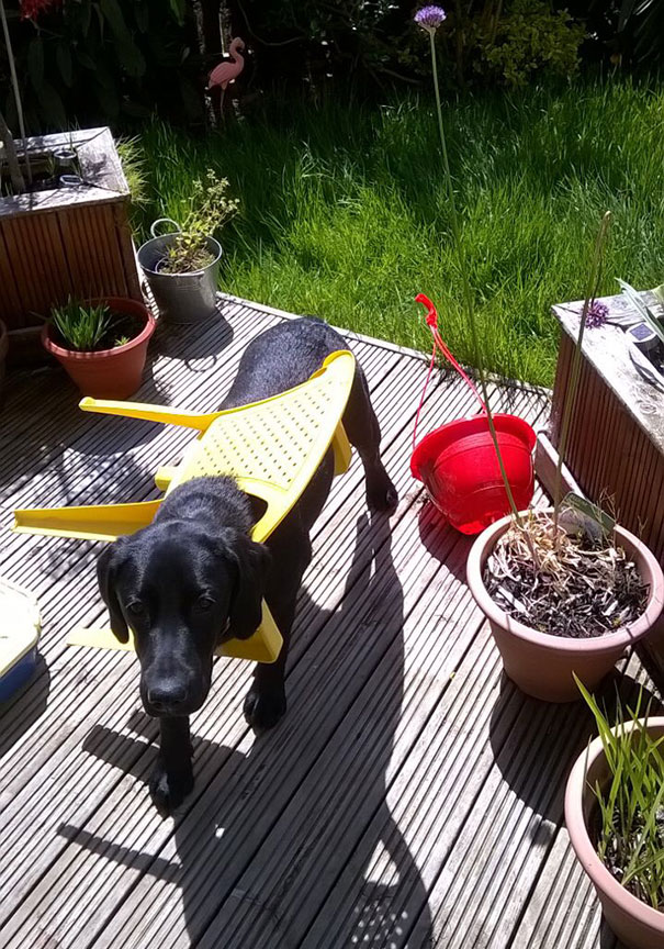 Let My Dog Out Into The Garden, Two Minutes Later I Hear Her Barking And Go Outside To See This