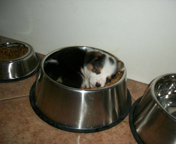 "I'll Just Sleep Right Here So Nobody Steals My Food"