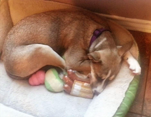 She Never Ate The Sausages - Didn't Even Puncture The Package. She Just Napped With Them