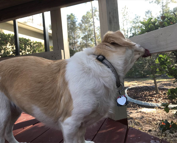 Lily Doing A Morning Dew Taste Test