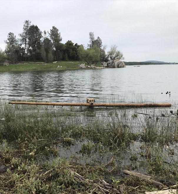 No Stick Will Ever Be Big Enough For Goose