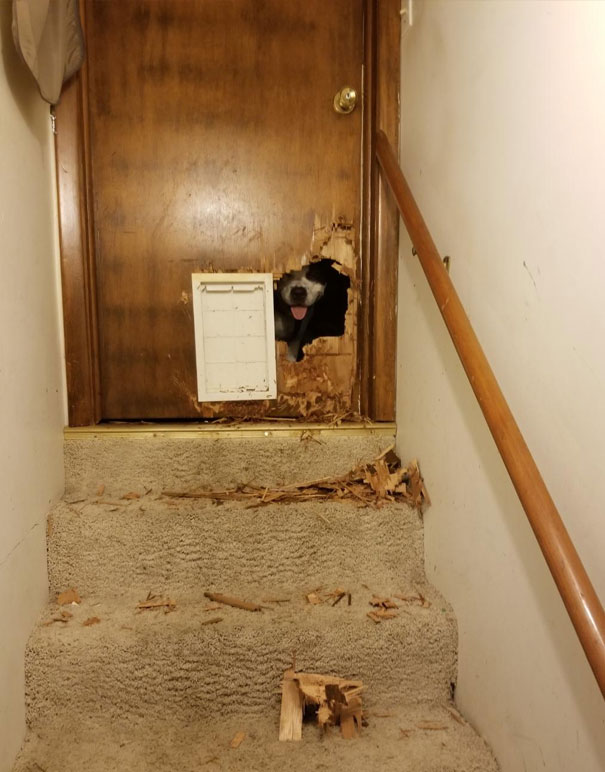 He's So Proud Of His "Second Doggie Door"