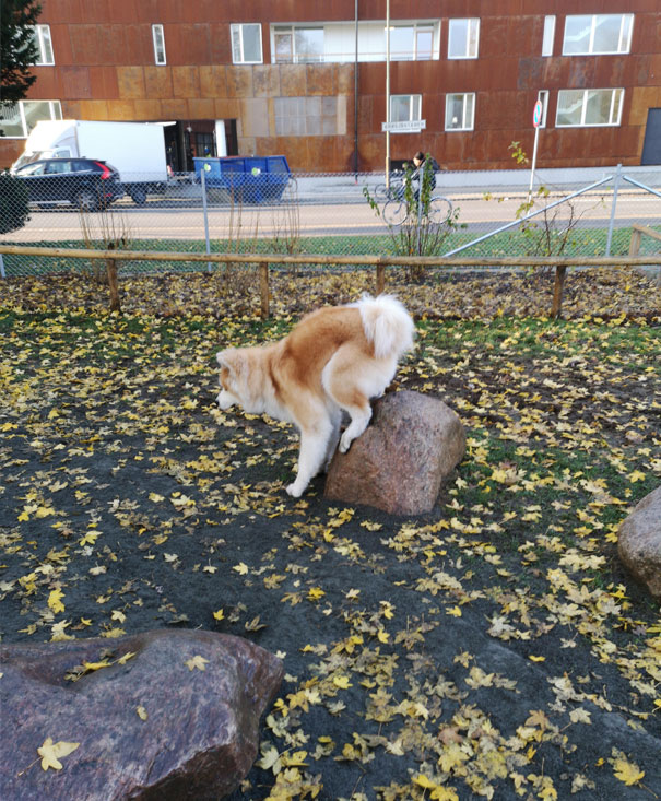 My Dog Doesn't Poop Like Normal Dogs