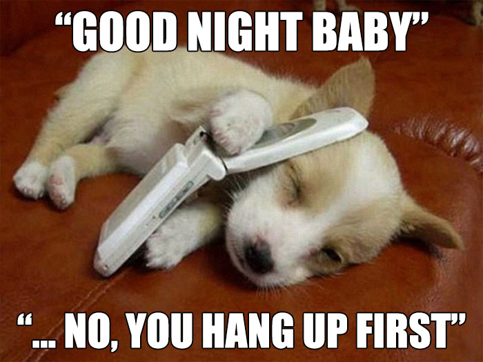 Cute puppy with phone, captioned "Good night baby" showing a wholesome relationship meme.