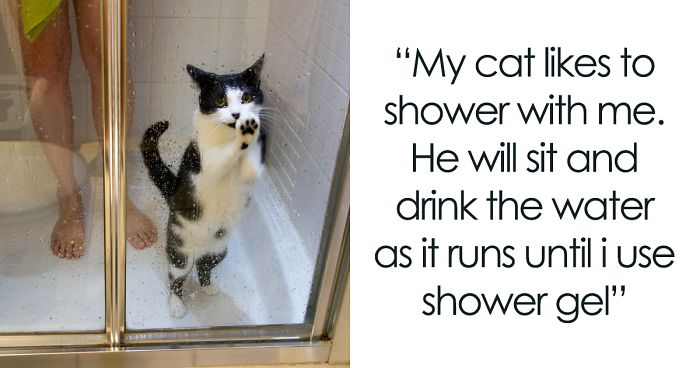 People Share 68 Hilarious Habits Their Pets Have And They’re Too Good
