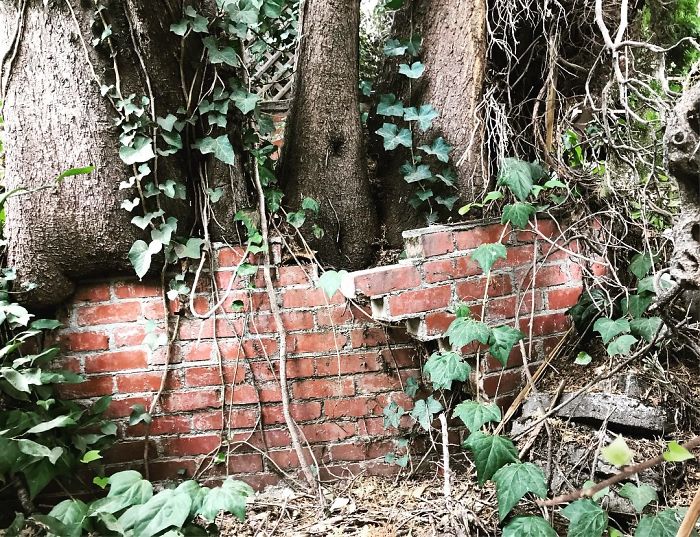 Weird-Things-Structural-Inspections