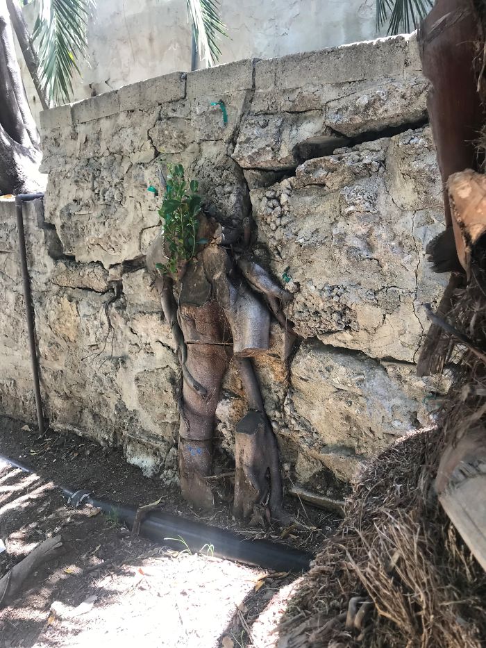 Weird-Things-Structural-Inspections