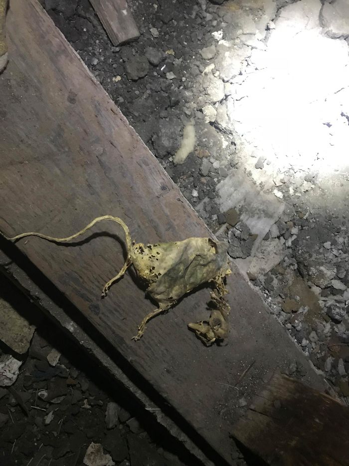 Weird-Things-Structural-Inspections