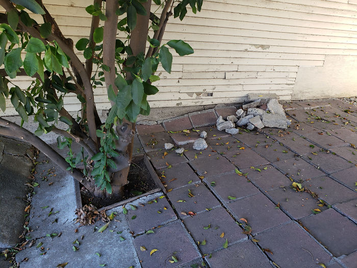 Weird-Things-Structural-Inspections