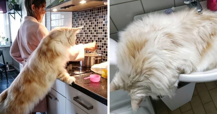 Esta dueña comparte las impresionantes fotos de su Maine Coon, y es increíble lo grande que es