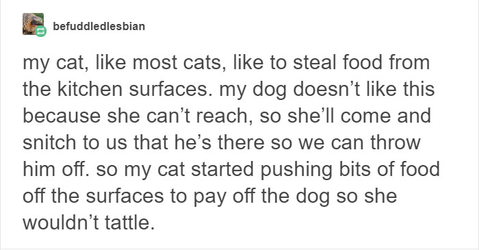 13 Times Cats Hilariously Surprised Their Owners With How Weird They Are