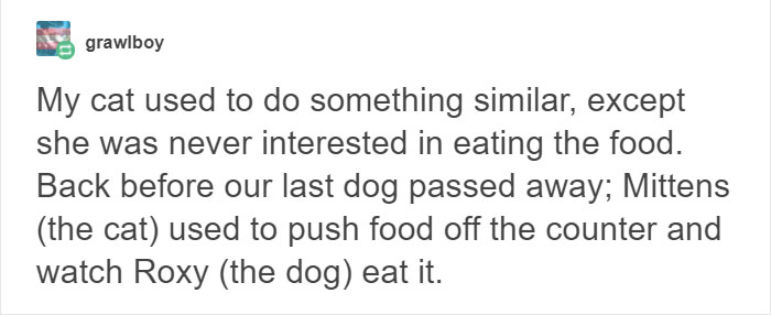 13 Times Cats Hilariously Surprised Their Owners With How Weird They Are