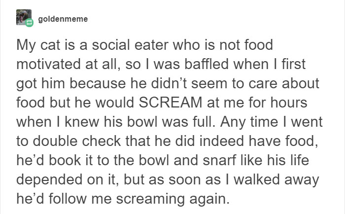 13 Times Cats Hilariously Surprised Their Owners With How Weird They Are 13 Times Cats Hilariously Surprised Their Owners With How Weird They Are