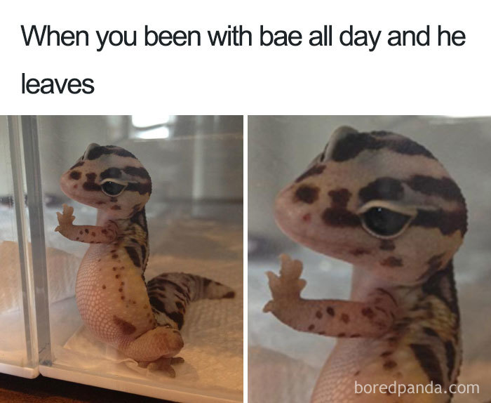 Cute gecko meme conveys wholesome relationship feelings with a sad expression behind glass.