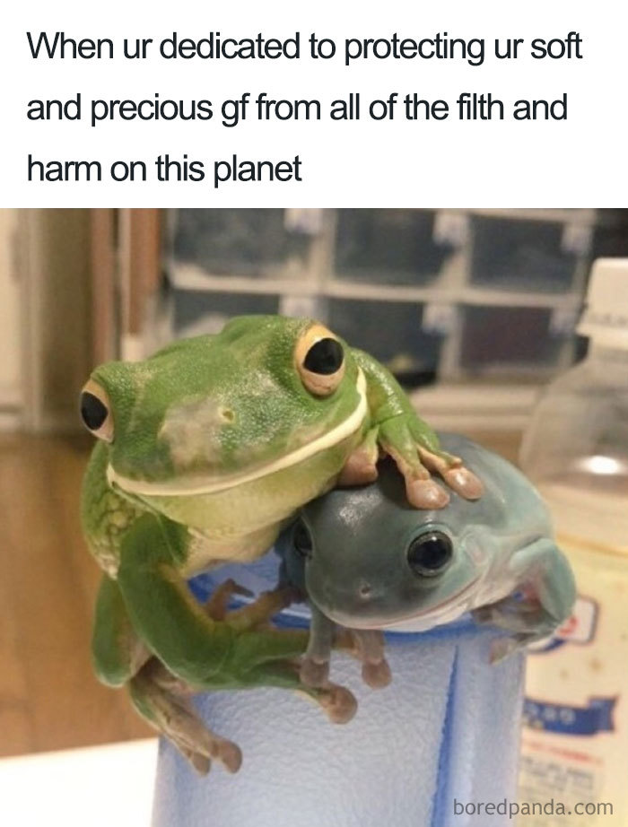 Two frogs cuddling, illustrating wholesome relationship meme.
