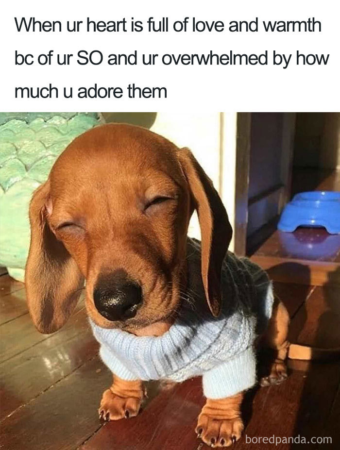 Adorable puppy in sweater, eyes closed, capturing wholesome relationship vibes.