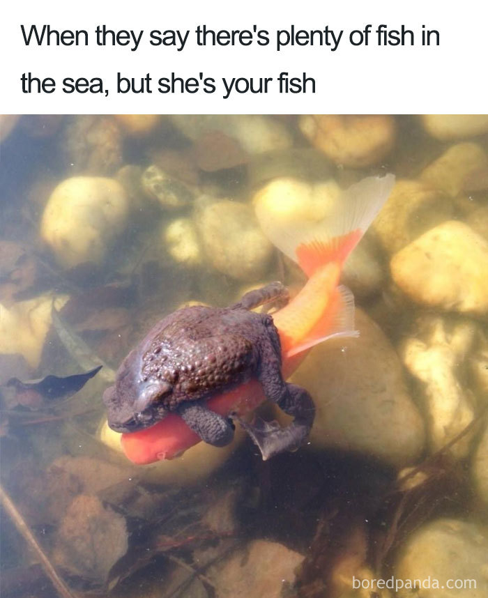 Frog on a fish in water, humorously depicting a wholesome relationship concept.