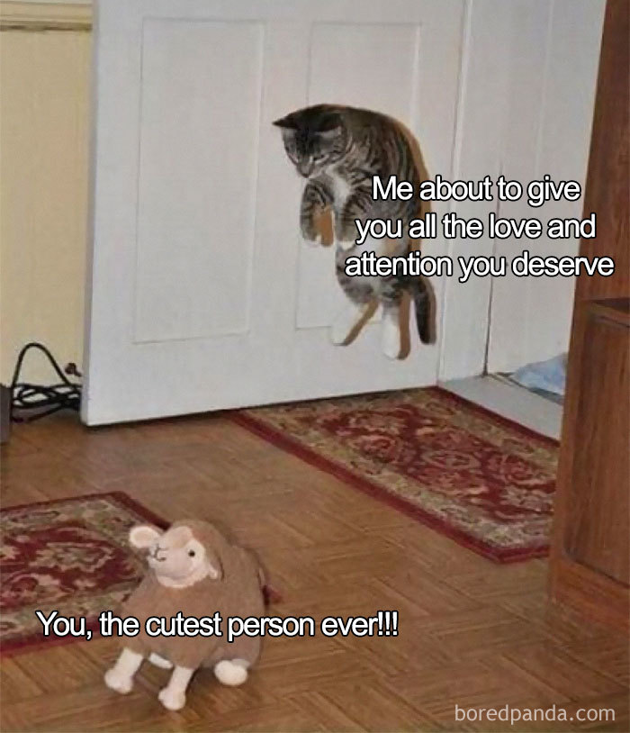 Jumping cat meme, showing wholesome relationship gesture with a toy on the floor.