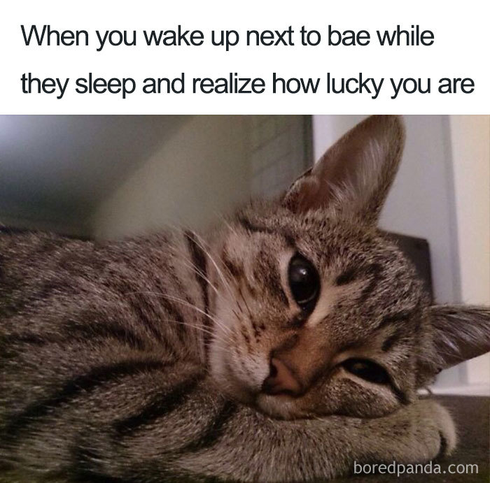 Cute tabby cat lounging, captioned with a wholesome relationship meme.