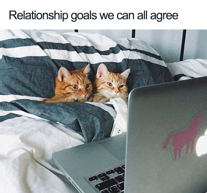 Two cats cozily tucked in bed watching a laptop, representing wholesome relationship goals.