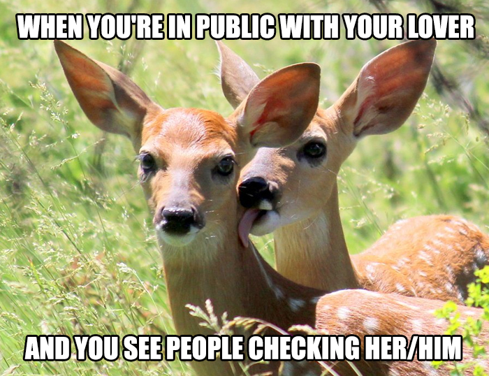 Two deer showing affection in a field, symbolizing wholesome relationship memes.