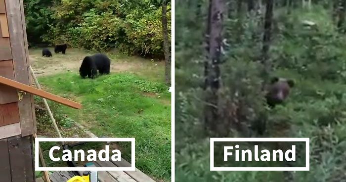 People Laugh At How Differently Canadians And Finnish People Deal With Bears