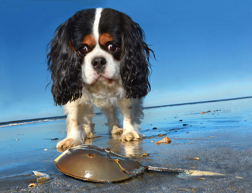 I Spent Three Years Photographing Dog Bliss On The Beach And It Was The Best Natural High Ever. I Spent Three Years Photographing Dog Bliss On The Beach And It Was The Best Natural High Ever.