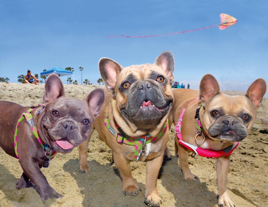 I Spent Three Years Photographing Dog Bliss On The Beach And It Was The Best Natural High Ever.