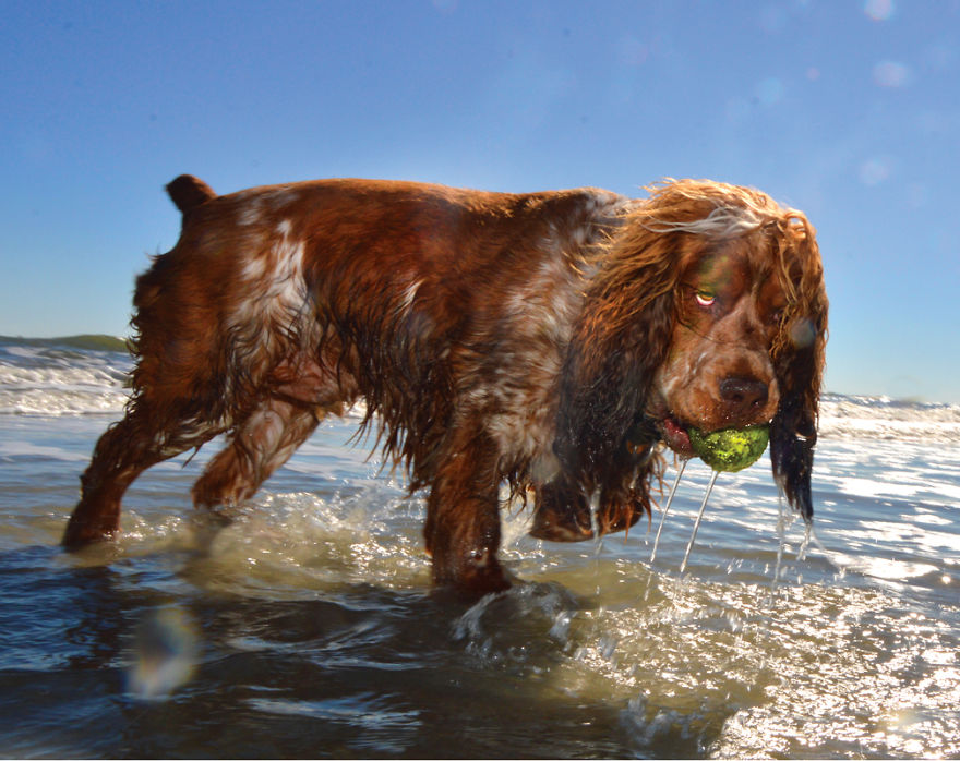 I Spent Three Years Photographing Dog Bliss On The Beach And It Was The Best Natural High Ever. I Spent Three Years Photographing Dog Bliss On The Beach And It Was The Best Natural High Ever.