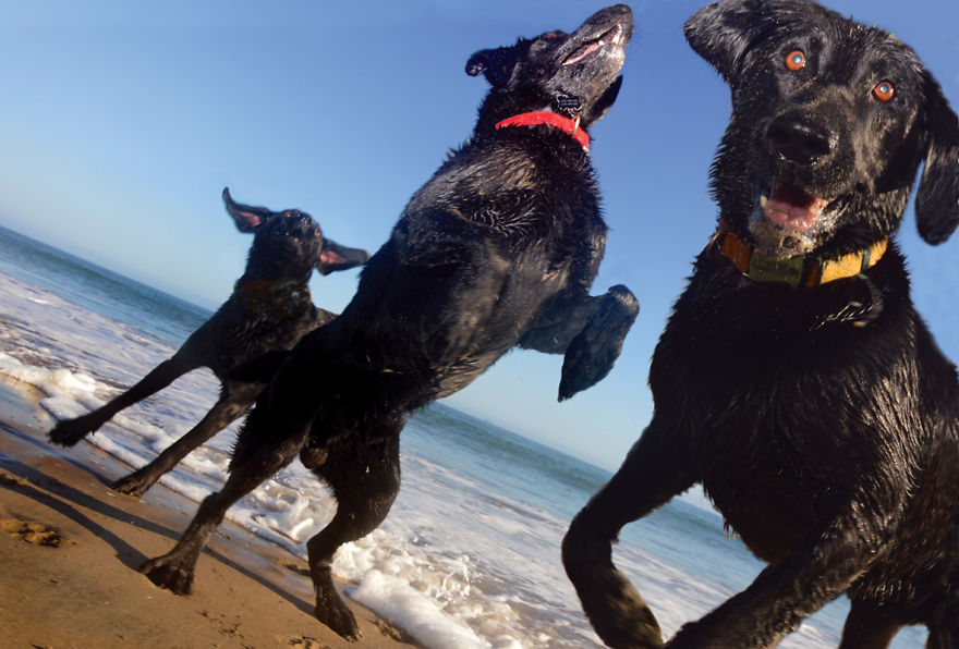 I Spent Three Years Photographing Dog Bliss On The Beach And It Was The Best Natural High Ever.