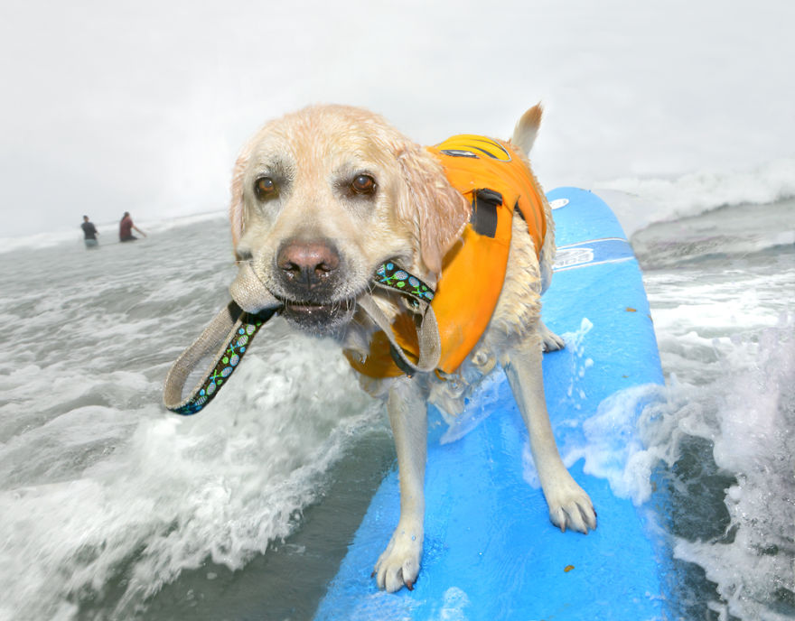 I Spent Three Years Photographing Dog Bliss On The Beach And It Was The Best Natural High Ever.