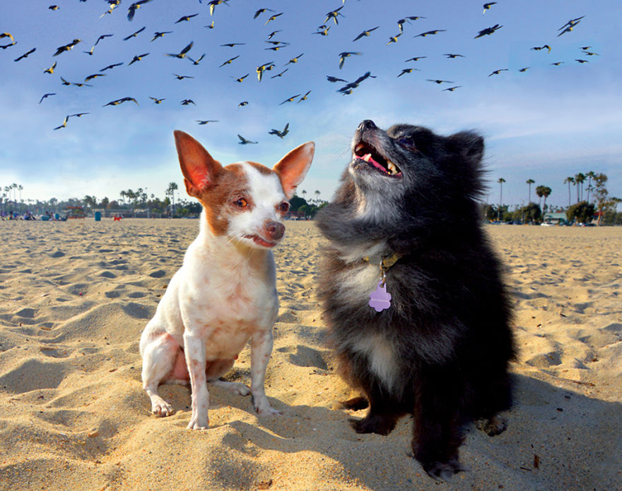 I Spent Three Years Photographing Dog Bliss On The Beach And It Was The Best Natural High Ever. I Spent Three Years Photographing Dog Bliss On The Beach And It Was The Best Natural High Ever.