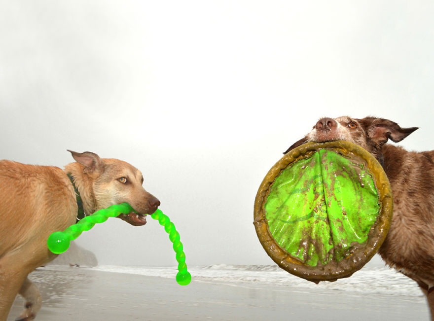 I Spent Three Years Photographing Dog Bliss On The Beach And It Was The Best Natural High Ever.