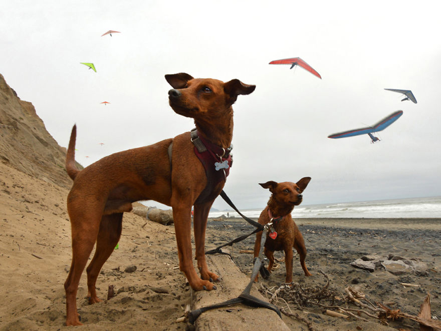 I Spent Three Years Photographing Dog Bliss On The Beach And It Was The Best Natural High Ever.