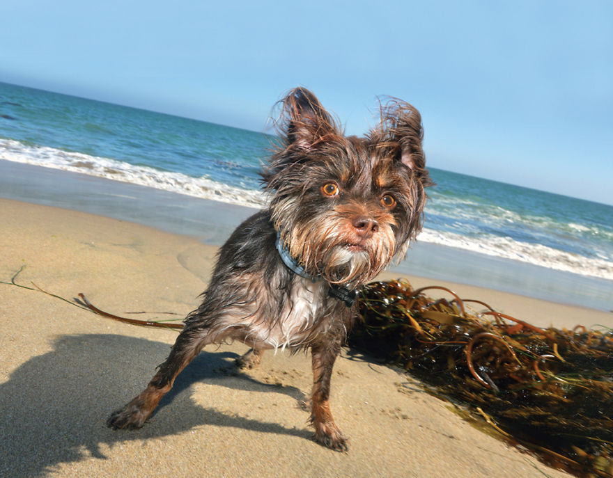 I Spent Three Years Photographing Dog Bliss On The Beach And It Was The Best Natural High Ever.