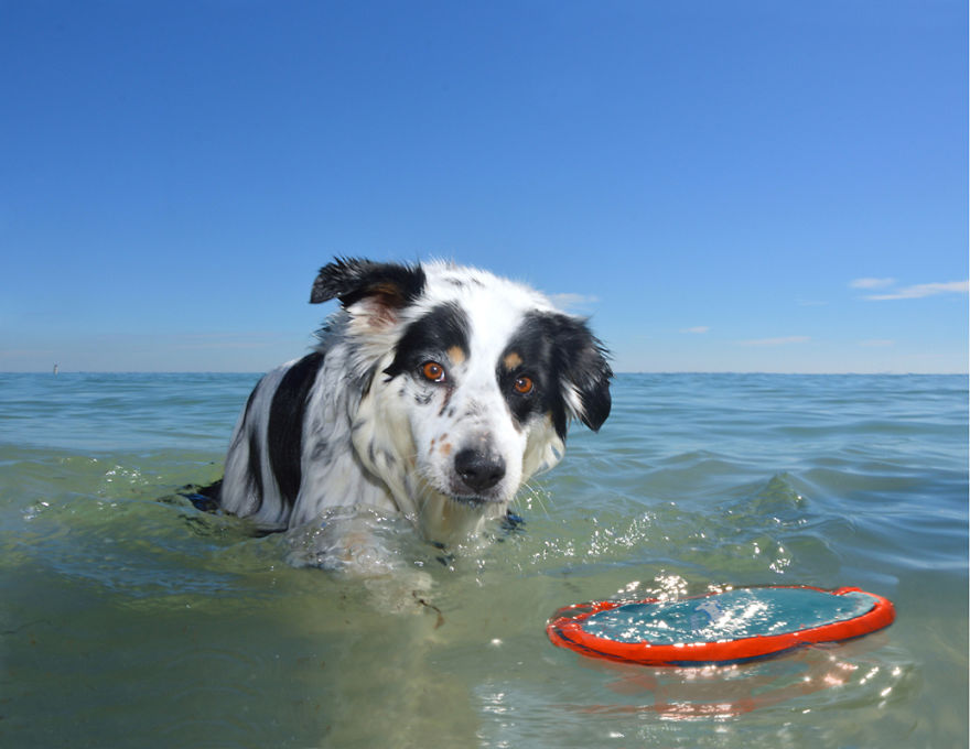 I Spent Three Years Photographing Dog Bliss On The Beach And It Was The Best Natural High Ever. I Spent Three Years Photographing Dog Bliss On The Beach And It Was The Best Natural High Ever.