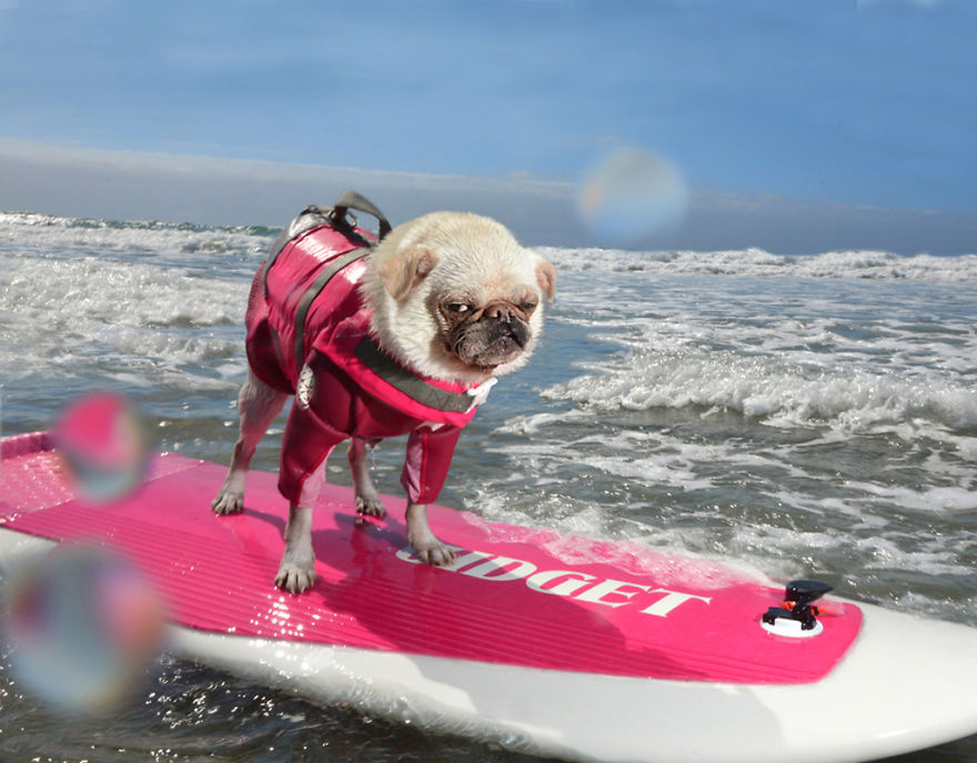 I Spent Three Years Photographing Dog Bliss On The Beach And It Was The Best Natural High Ever.