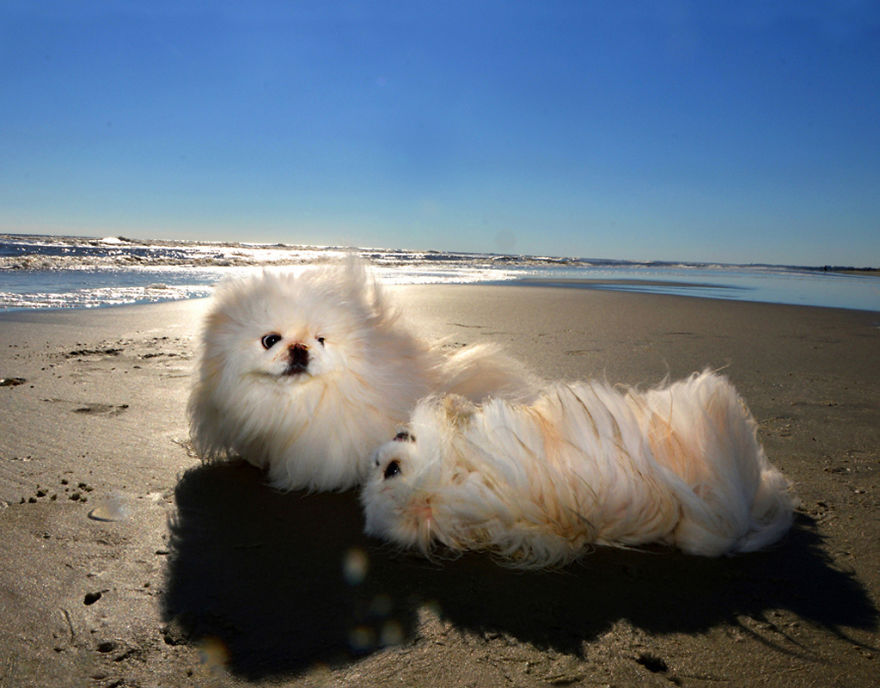 I Spent Three Years Photographing Dog Bliss On The Beach And It Was The Best Natural High Ever.