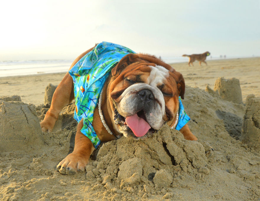 I Spent Three Years Photographing Dog Bliss On The Beach And It Was The Best Natural High Ever.
