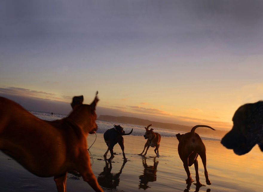 I Spent Three Years Photographing Dog Bliss On The Beach And It Was The Best Natural High Ever.