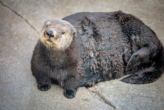 Aquarium Fat-Shames One Of Their Otters, Gets Instantly Murdered By Words Aquarium Fat-Shames One Of Their Otters, Gets Instantly Murdered By Words
