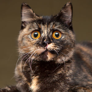 nicolegriessel avatar