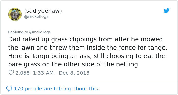 Meet Tango, The Stupidest Horse Ever Whose Stupidity Is Going Viral On Twitter