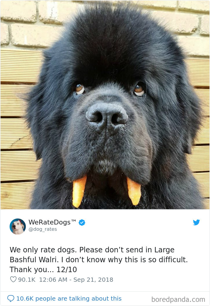 We Rate Dogs