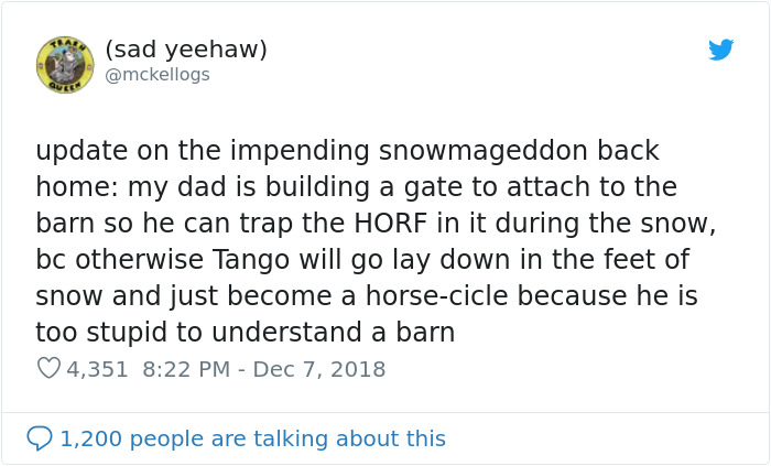 Meet Tango, The Stupidest Horse Ever Whose Stupidity Is Going Viral On Twitter