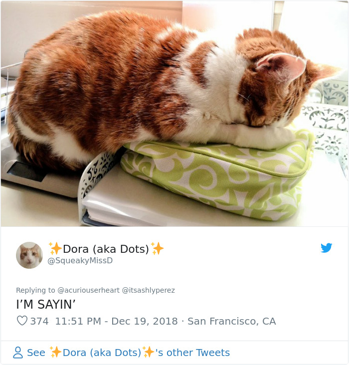 Someone Shares Pic Of Their Cat Hiding From The Vet, The Internet Responds With Their Own Hilarious Pics Someone Shares Pic Of Their Cat Hiding From The Vet, The Internet Responds With Their Own Hilarious Pics